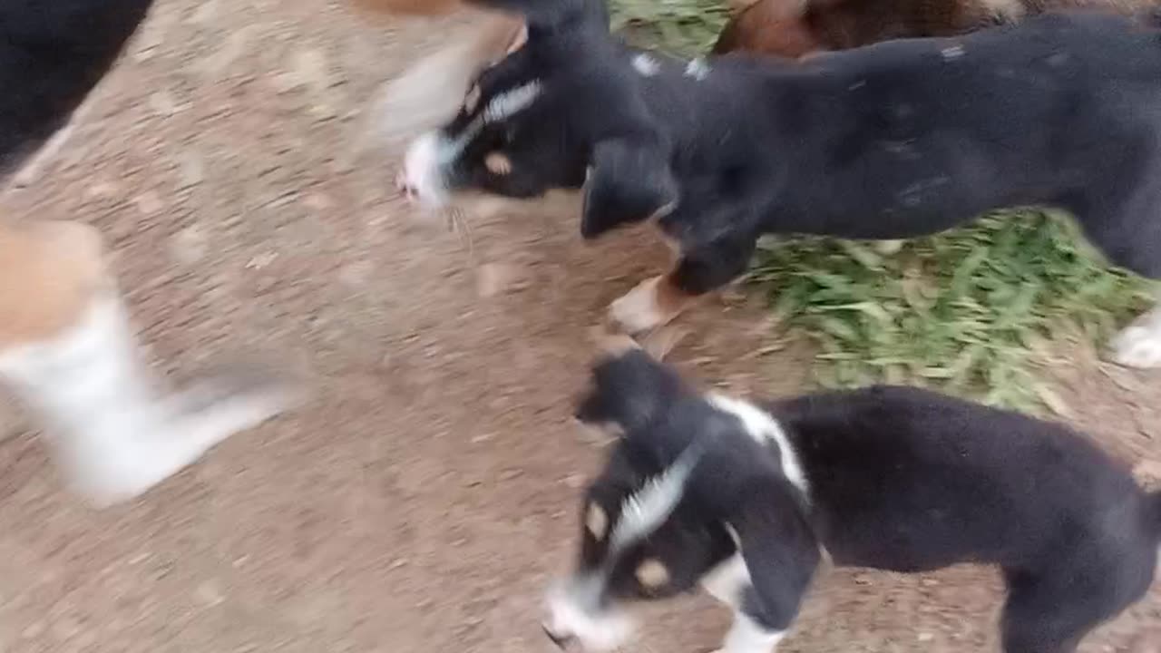 Cute animals playing funny style