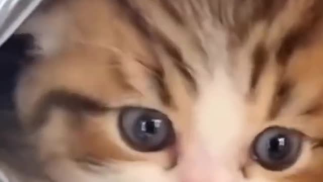 OMG So Cute Cat Video ❤ _cat _shorts