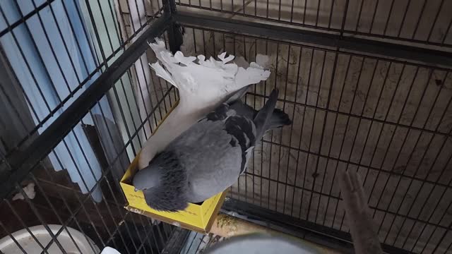 It's Mine!