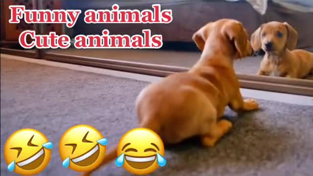 Funny dog video must watch till end 😂😂😂😂🤣🤣