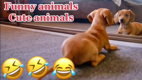 Funny dog video must watch till end 😂😂😂😂🤣🤣