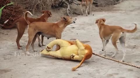 Fake lion and dog prank