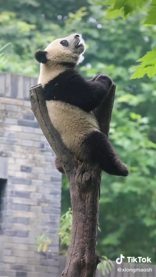 Five thousand years, Chiyou, don’t you forgive me