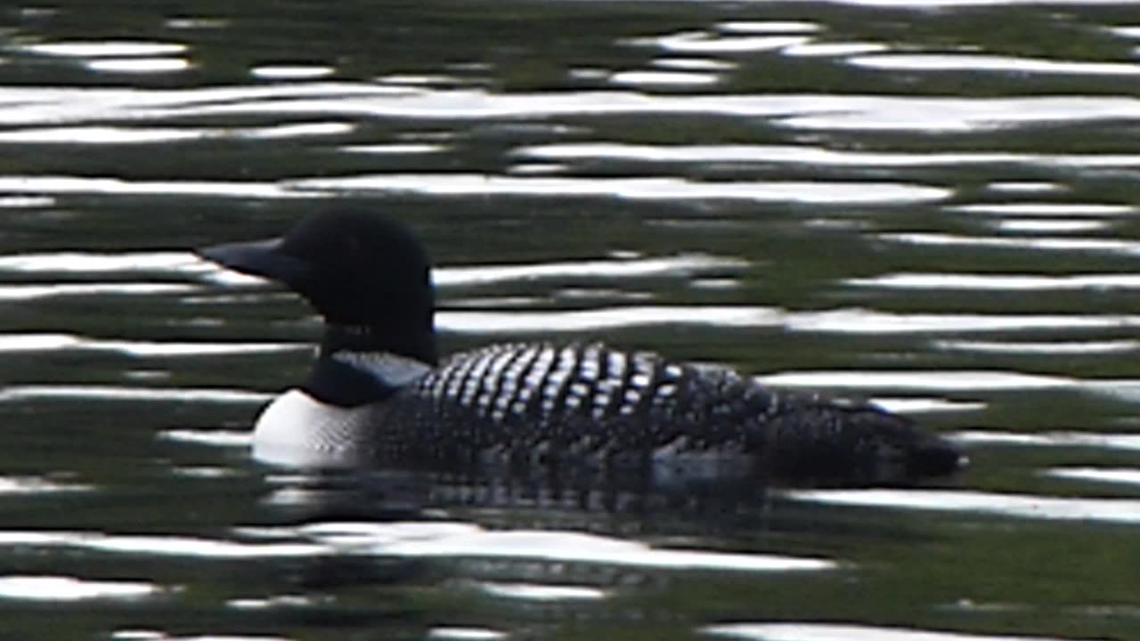 A Loon in the water