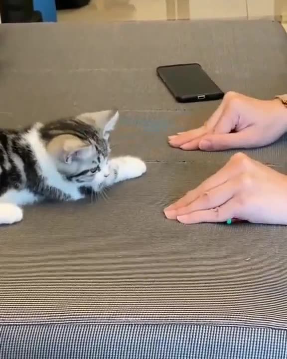 I can hardly believe what I see have Cat become so smart.