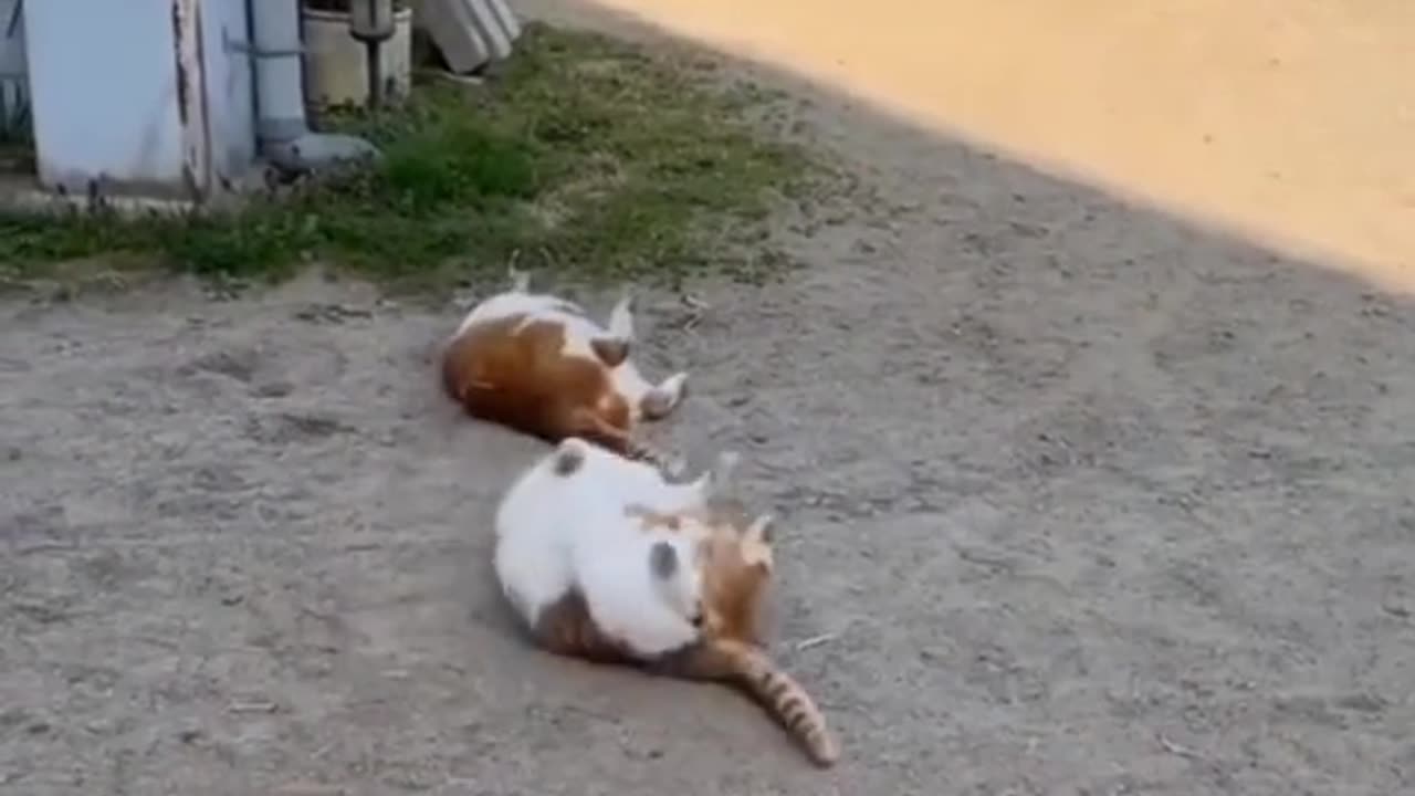 Cat Fun at home Beautiful Cat