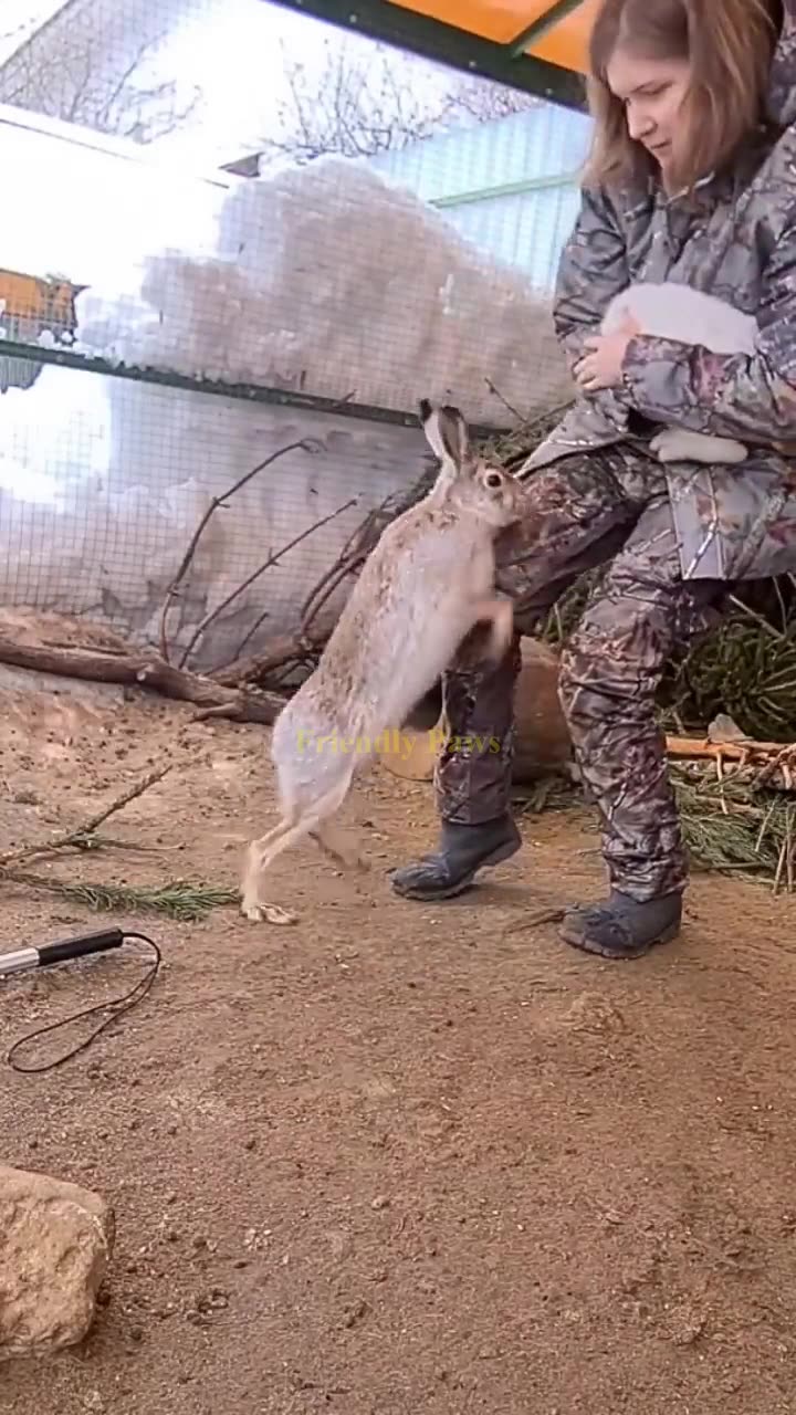 Mike Tyson's Rabbit🐇 #rabbit #animals #pets