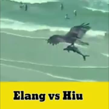 Eagle vs shark