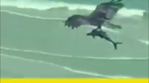 Eagle vs shark