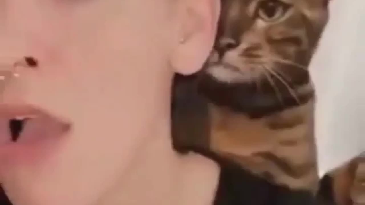 Funny cat video