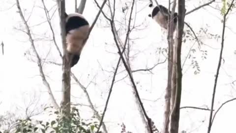 Wow! The panda can climb to the top of the tree