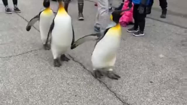 Penguin Parades are back! 🐧