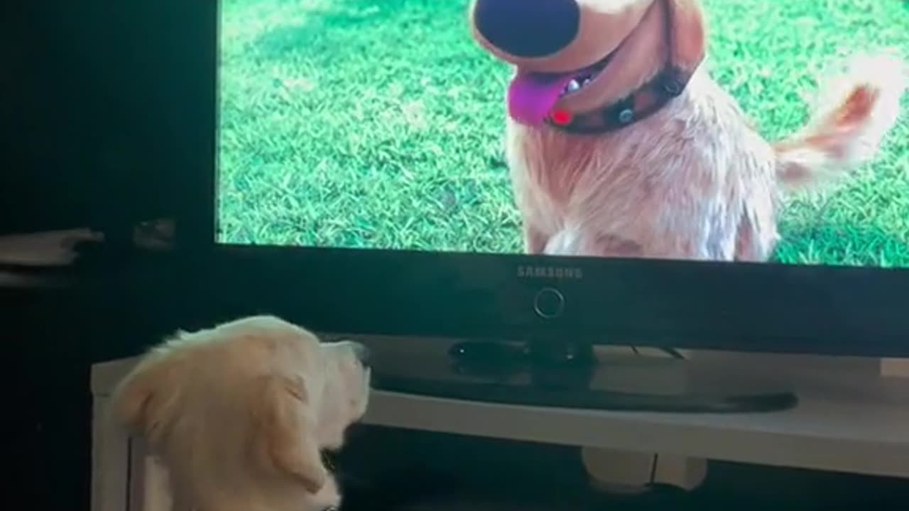 Funny animals videos