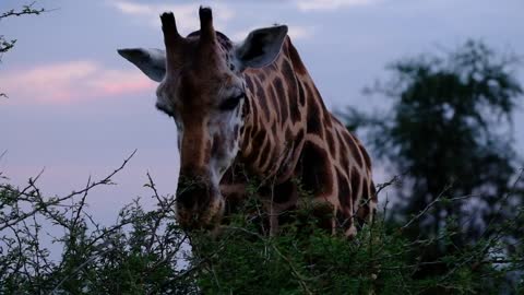 Giraffe for animal