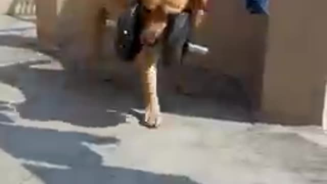 Funny Dog Video 2021 / Dog Funny video