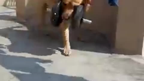 Funny Dog Video 2021 / Dog Funny video