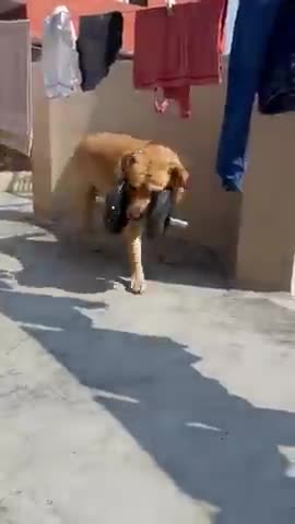 Funny Dog Video 2021 / Dog Funny video