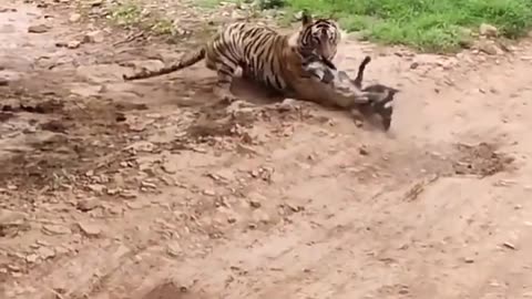 tiger Attack Street Dog Near Ranthambore National park