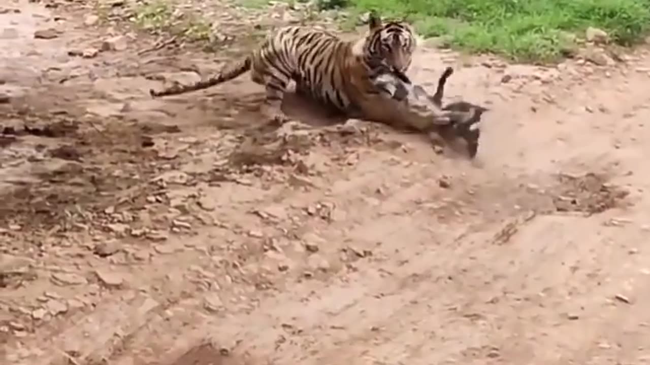 tiger Attack Street Dog Near Ranthambore National park