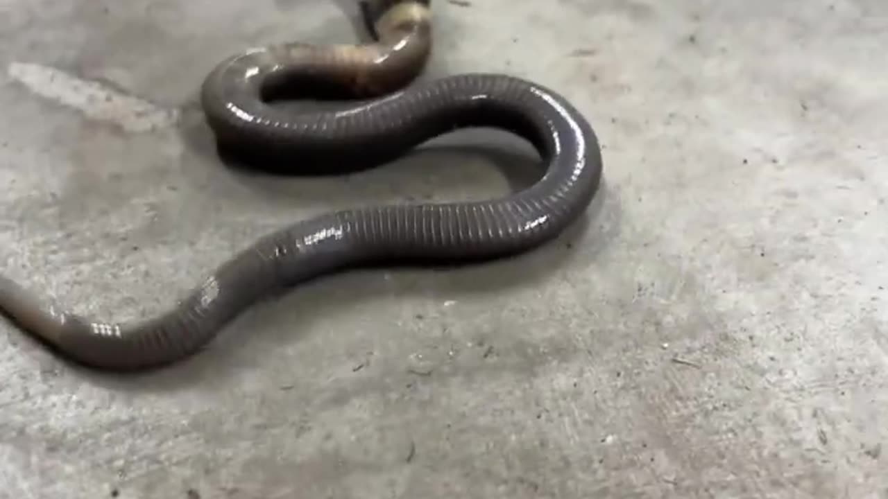 Baby Cobra tries hooding up! #thatmoment