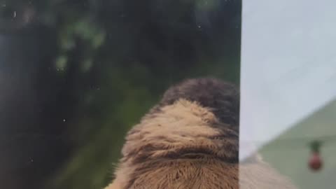 Een zingende koolmees op de vinger van Jasper