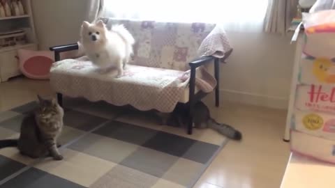 Funny Dogs