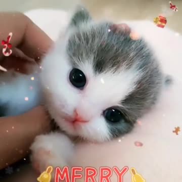 Cute and Funny Puppies very lovely. Smart Baby Dogs Video.