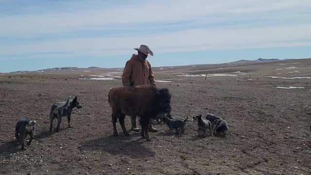 Wyatt the buffalo getting trained with the heelers