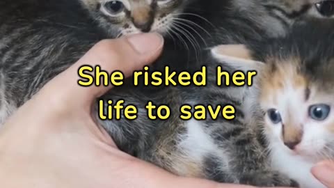 This cat is a hero!!