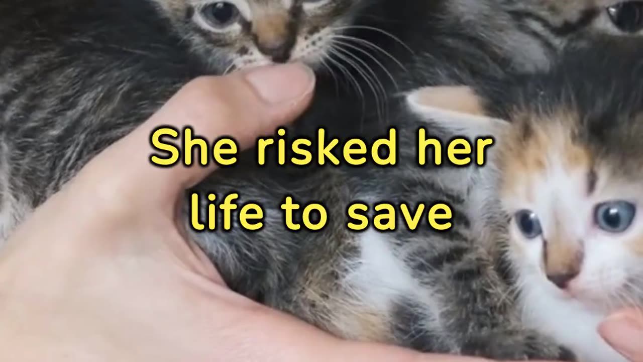 This cat is a hero!!