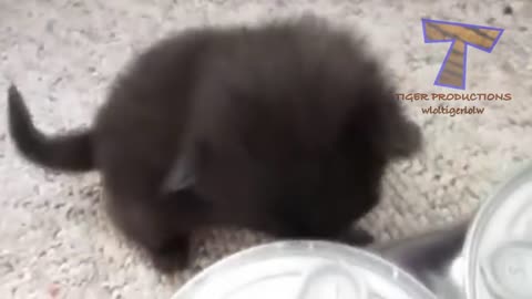 kittens meowing, kittens purring, making cute noises