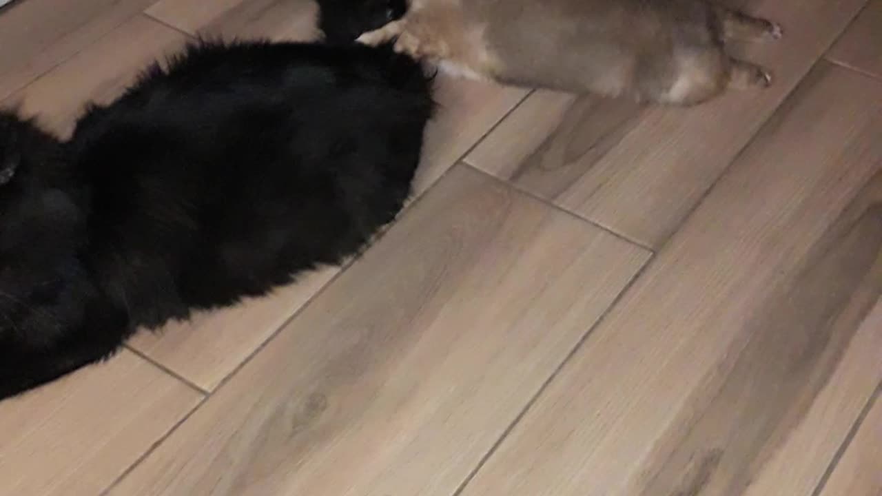 Heartwarming Friendship Between a Cat and Puppy