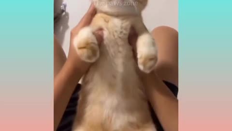 Funniest Animals 2023 😂 _ Funny Cats And Dogs 😺😂 _ Funny Cat