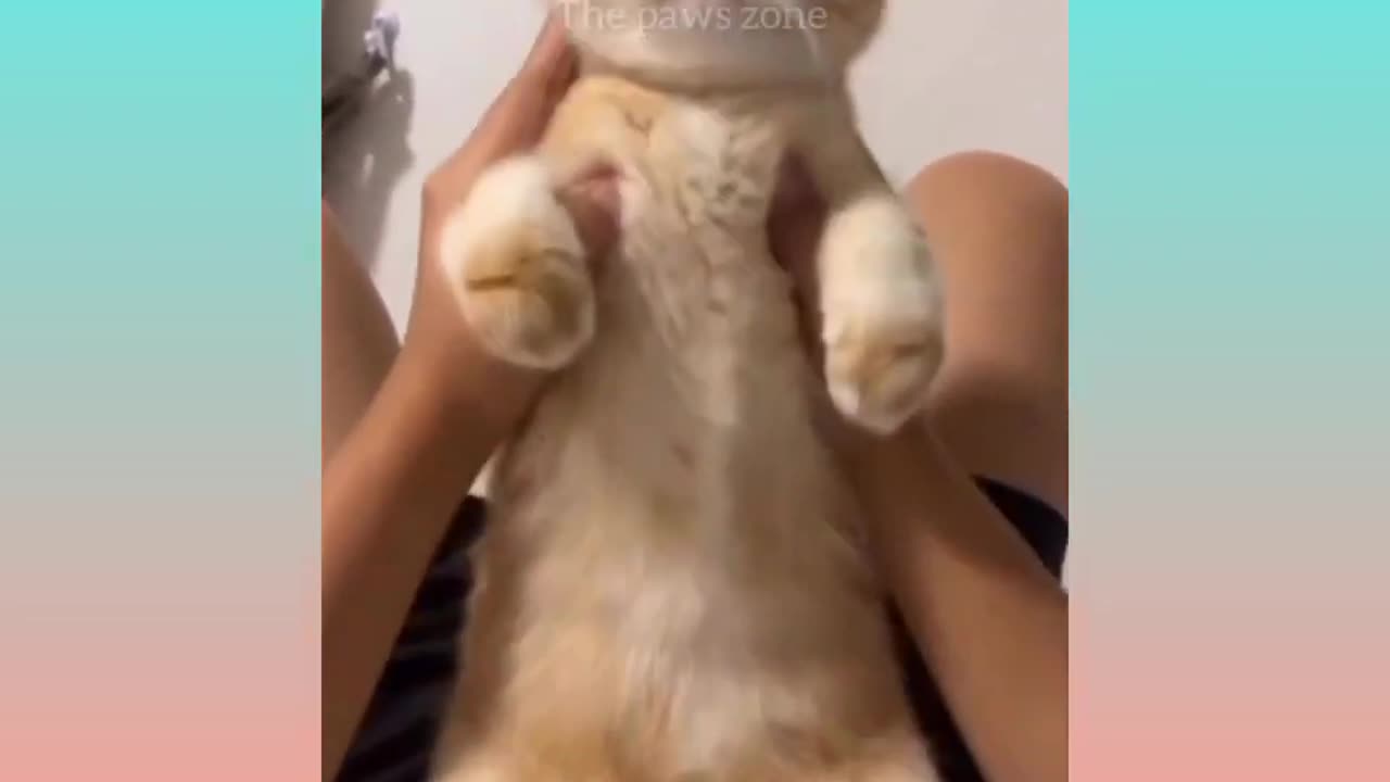 Funniest Animals 2023 π _ Funny Cats And Dogs πΊπ _ Funny Cat