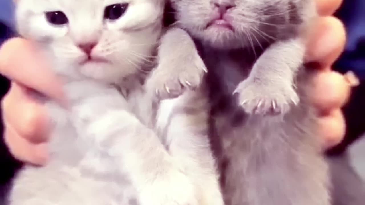 Cat viral video#papi videos #cat fight video