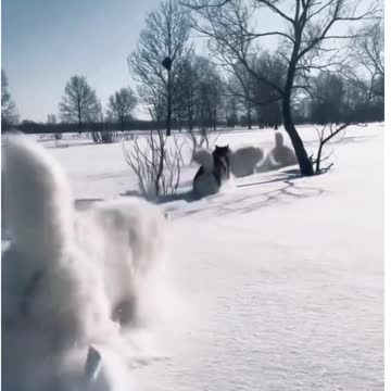 Loving you dogs in the snow, funny and cute dogs 2023