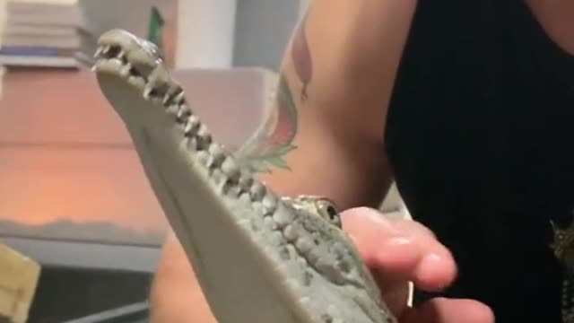 Ziggy the American crocodile!!🐊
