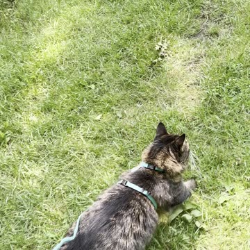 Cat doing gymnastics 🥺