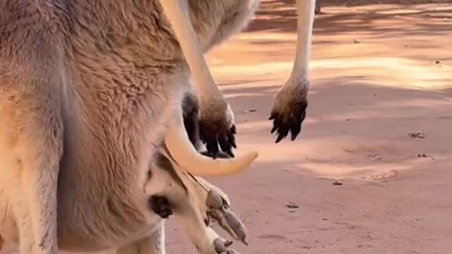 Cute Babby and Mom Kangoroo