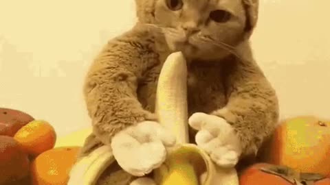Cute Cat Gif