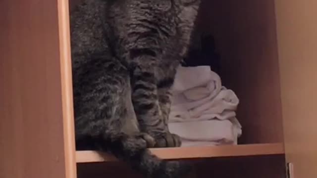 This cat is very surprised to be filmed.