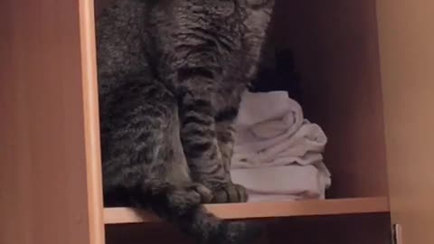 This cat is very surprised to be filmed.