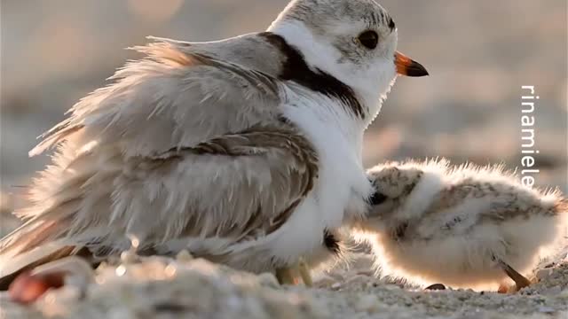 if it fits ❤️ _rinamiele_-_ _shorebirds _plover _pipingplover _birb