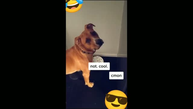 Big Baby Jacob Diet Challenge - Tiktok Dogs (Funny Animals #373)