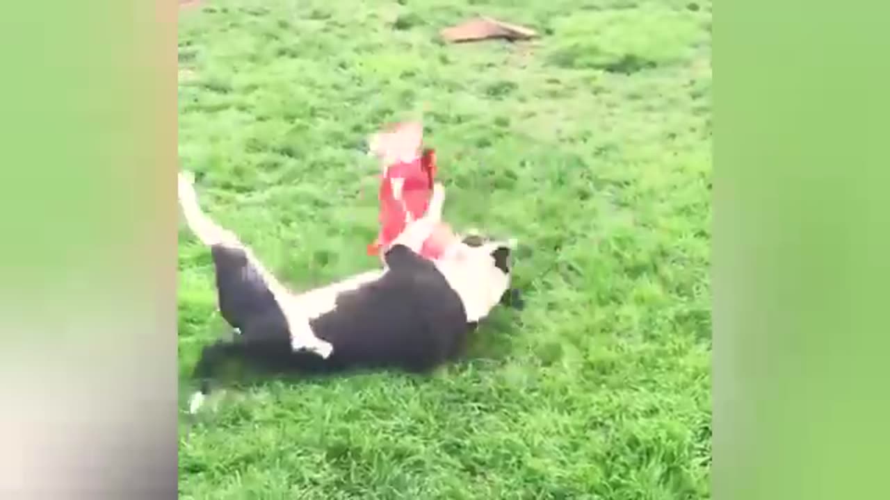 Funny animal vidéos