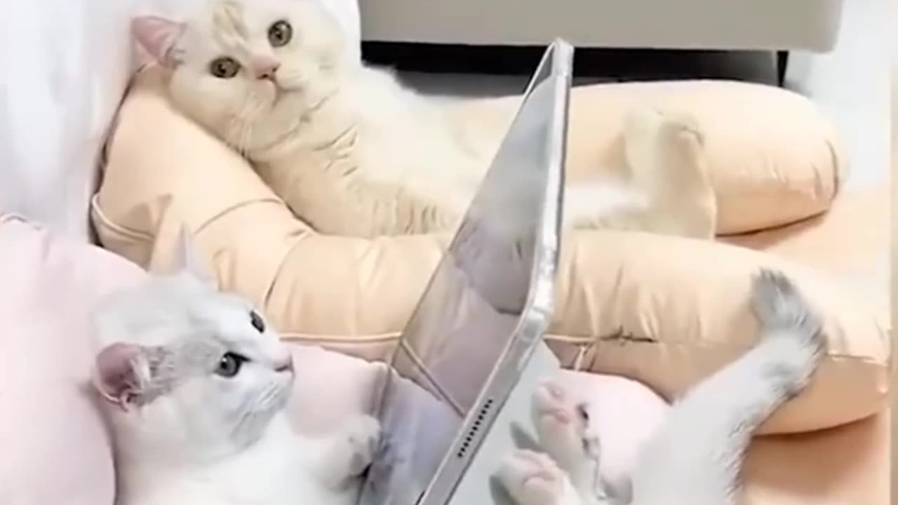 Funny and cute animals videos compilation 🐼🐒😺🐶🐵