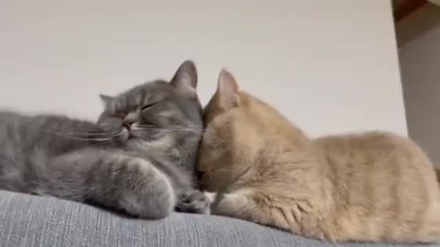 I mean, these pets are people, right? This is so similar