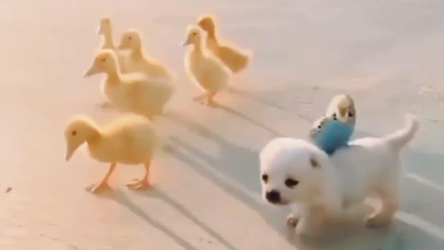 Funny buggy video 🤣
