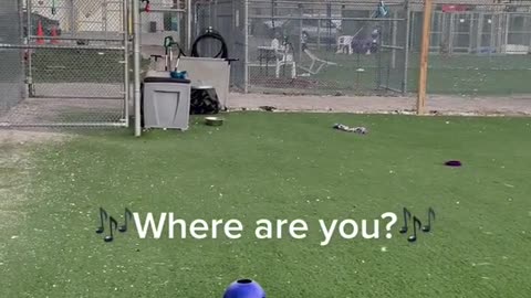 POV: you're a shelter dog in a yard full of toys but you really love people