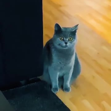 cats funny videos